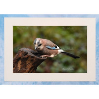 Jay 1 Framed