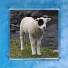 Patch Lamb Magnet