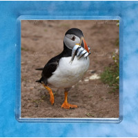 Puffin 9 Magnet