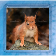 Red Squirrel 9 Magnet
