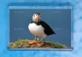 TRADE Puffin 10 magnet