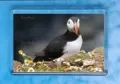 TRADE Puffin 22 magnet