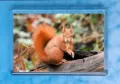 TRADE - Red Squirrel 7 magnet